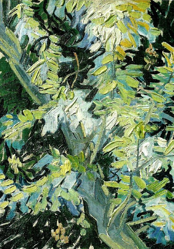 Vincent Van Gogh blommande akaciagrenar France oil painting art
